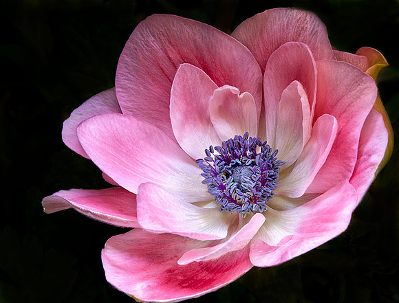 Pink Petals Anemone