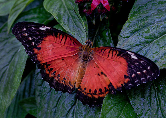 Red Lacewing