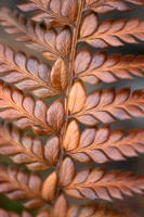 Asian Saber Fern in Winter