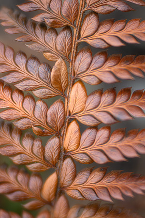 Asian Saber Fern in Winter