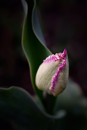 Tulip Dancer