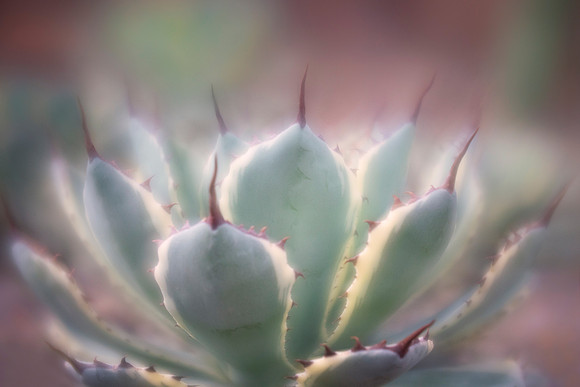 Lucky Crown Butterfly Agave 'Kichijokan'