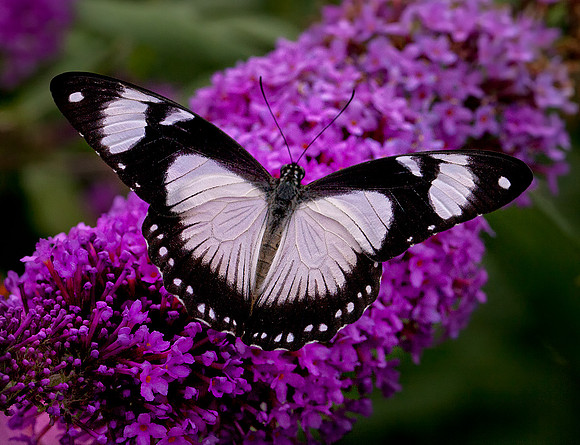 Mocker Swallowtail - Female