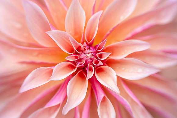 Dahlia 'Labyrinth'
