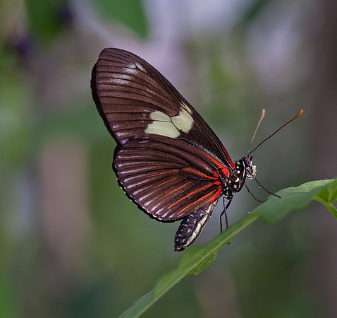 Doris Longwing