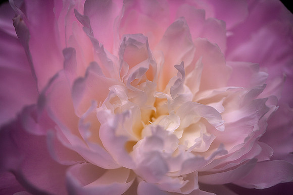 Peony