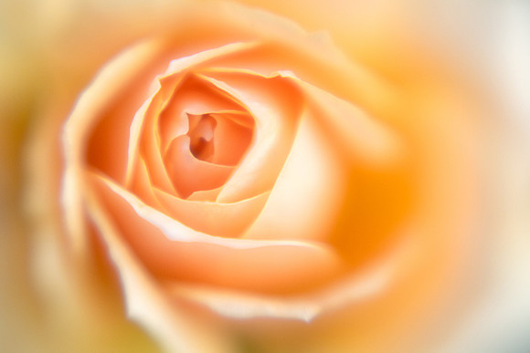 Rose Sunshine