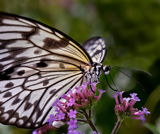 Paper Kite