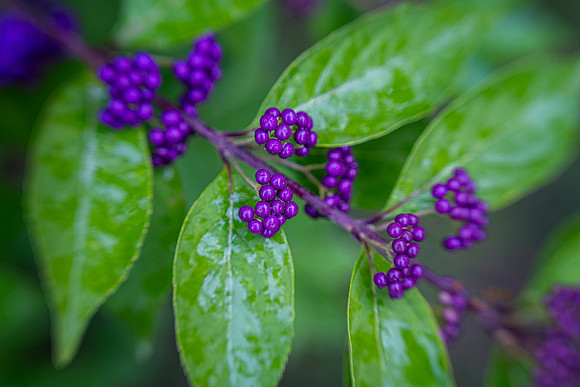 Japanese Beautyberries