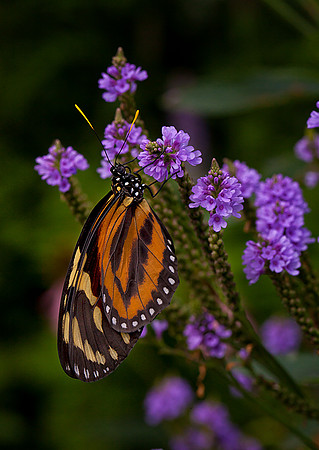 Large Tiger