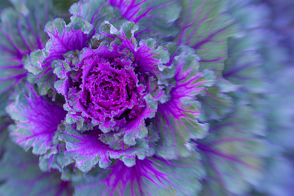 Decorative Kale