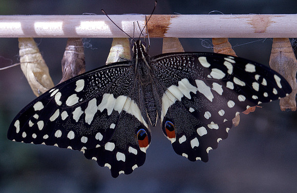 Orchard Swallowtail - Just Emerged