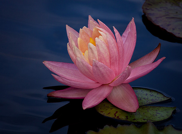 Water Lily