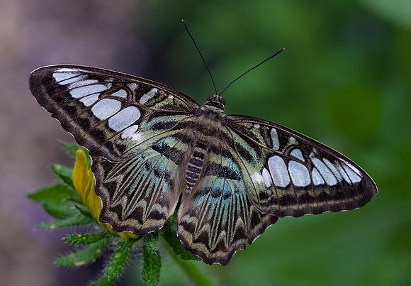 Blue Clipper
