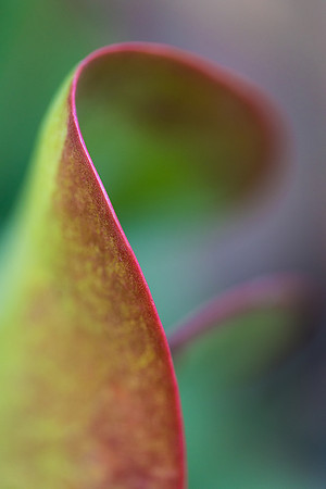 Desert Cabbage Abstract