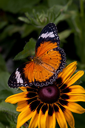 Leopard Lacewing - Male