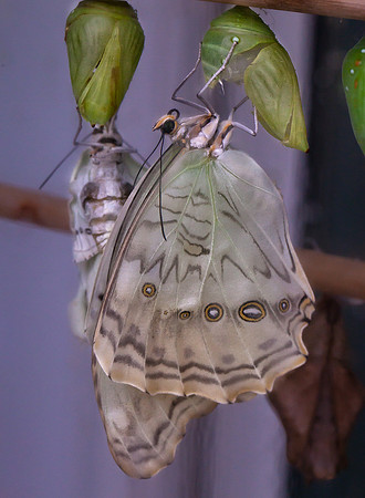 White Morpho
