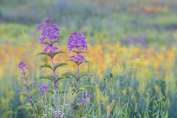 Longwood Gardens Meadow