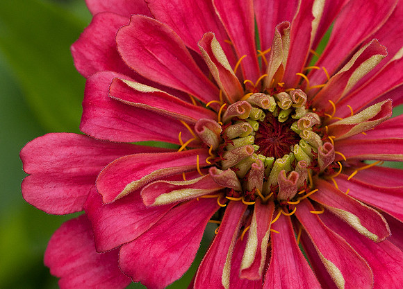 Zinnia