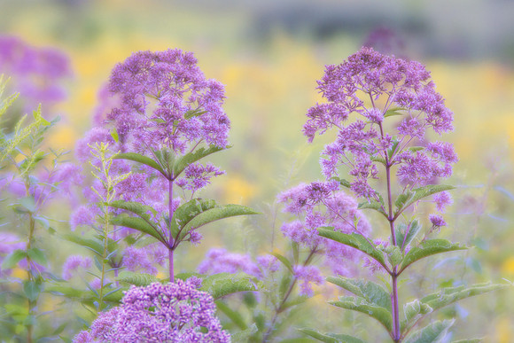 Longwood Gardens Meadow