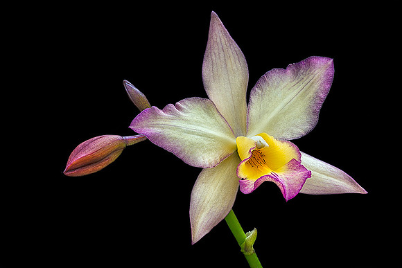 Laelia