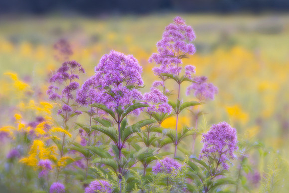 Longwood Gardens Meadow