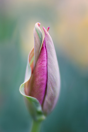 Tulip Curls