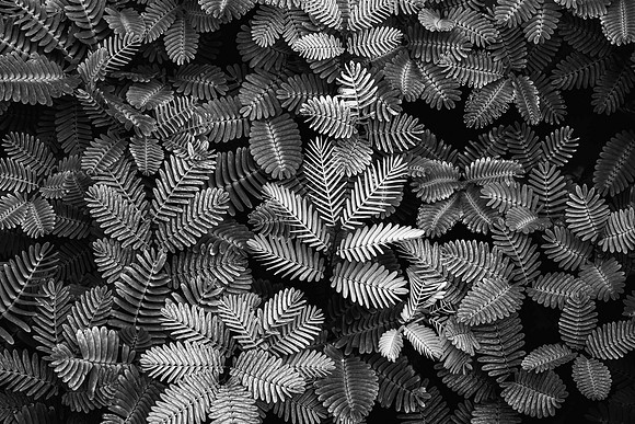 Sensitive Plant