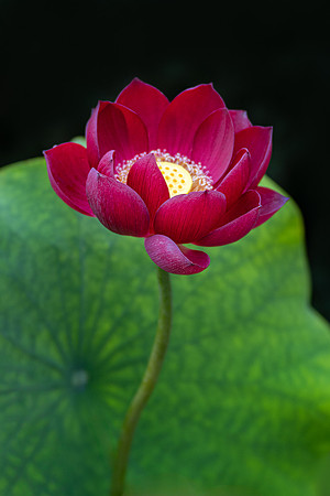 'Happy Lover' Lotus
