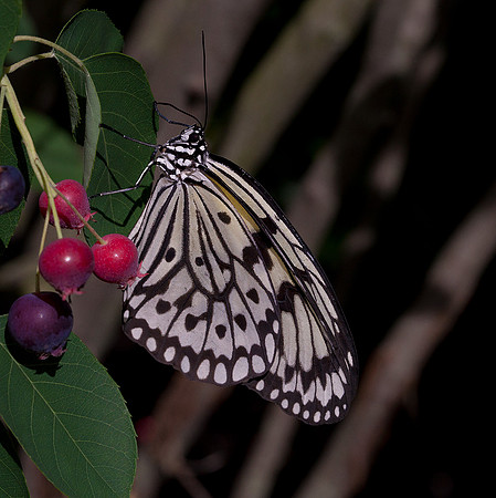 Paper Kite