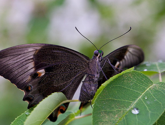 Emerald Swallowtail/Banded Peacock