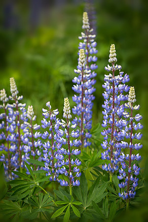 Lupines of Acadia