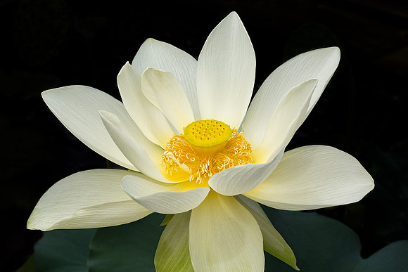 'Perry's Giant Sunburst' Lotus