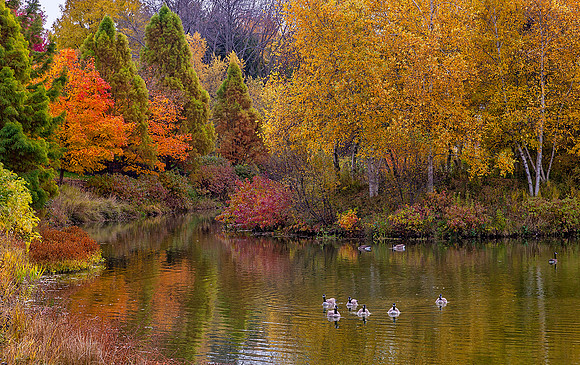 Spider Island in Fall