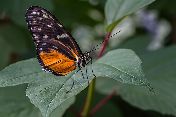 Tiger Longwing