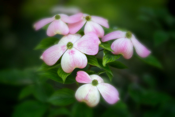 Dogwood Blossoms