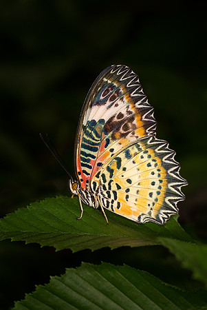 Lacewing