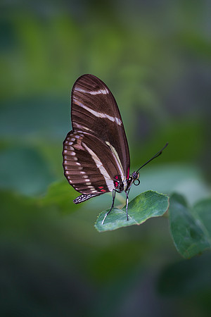 Zebra Longwing