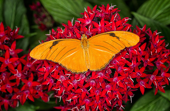 Julia Longwing