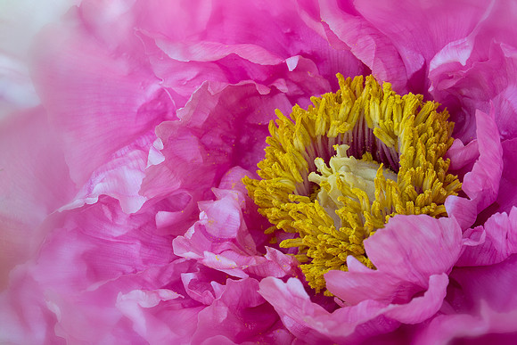 Peony