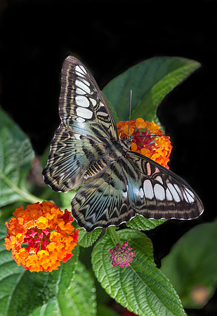 Blue Clipper