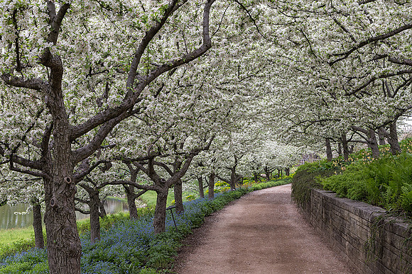 Crabapples in Bloom - Lakeside Path