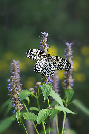Paper Kite