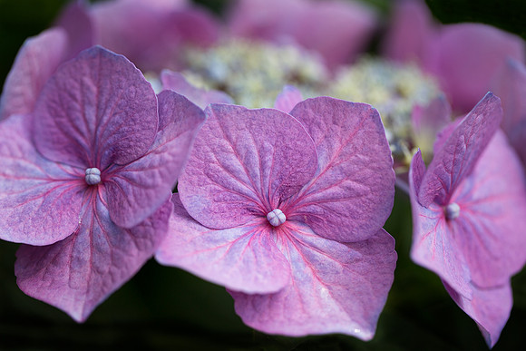 Hydrangea