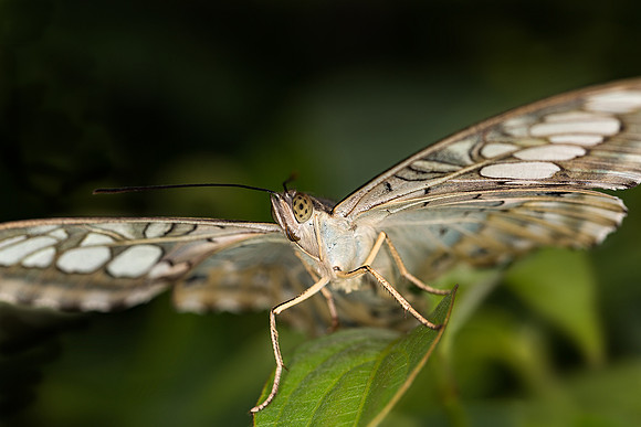 Blue Clipper Close-Up