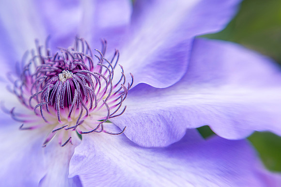Clematis