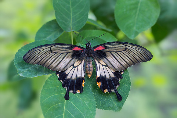 Great Yellow Mormon