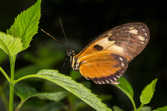 Tiger Longwing