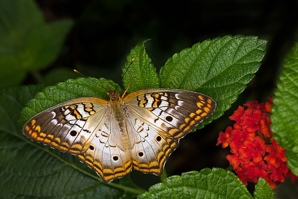White Peacock