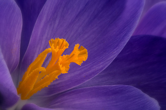 Inside the Crocus